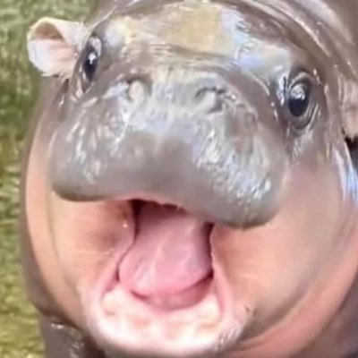 pfp